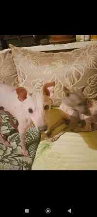 Щенки американского голого терьер мальчик и девочка Донецк