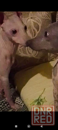 Щенки американского голого терьер мальчик и девочка Донецк - изображение 4