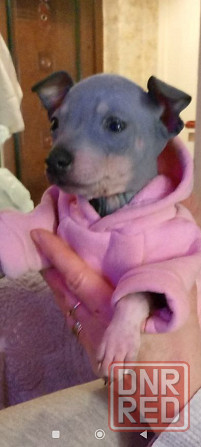 Щенки американского голого терьер мальчик и девочка Донецк - изображение 3