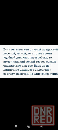 Щенки американского голого терьер мальчик и девочка Донецк - изображение 6