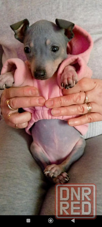 Щенки американского голого терьер мальчик и девочка Донецк - изображение 1