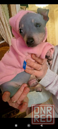 Щенки американского голого терьер мальчик и девочка Донецк - изображение 2