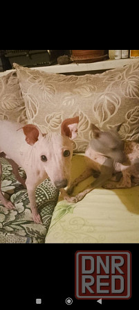 Щенки американского голого терьер мальчик и девочка Донецк - изображение 5