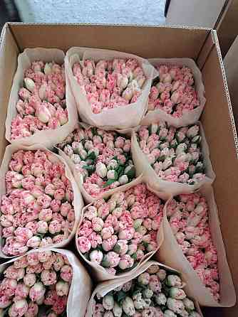 Предзаказ тюльпанов! Донецк