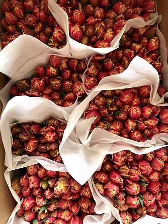 Предзаказ тюльпанов! Донецк