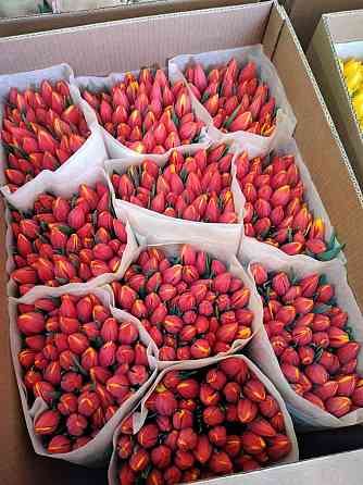 Предзаказ тюльпанов! Донецк