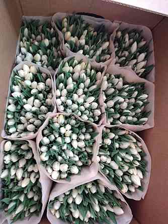 Предзаказ тюльпанов! Донецк