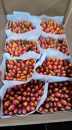 Предзаказ тюльпанов! Донецк