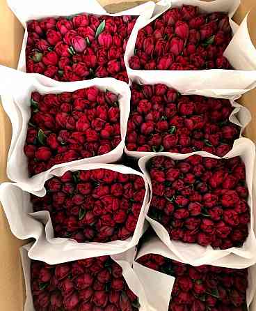 Предзаказ тюльпанов! Донецк