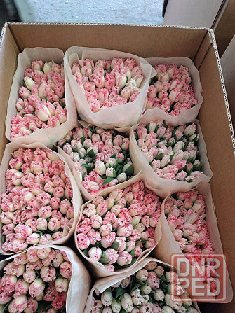 Предзаказ тюльпанов! Донецк - изображение 5