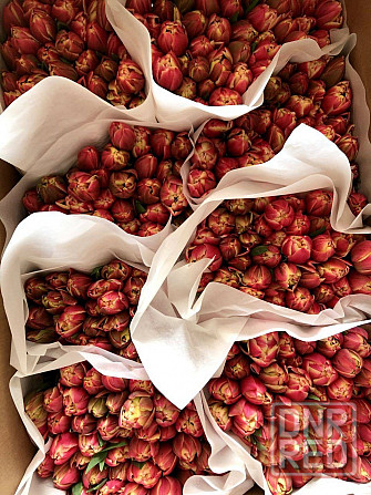 Предзаказ тюльпанов! Донецк - изображение 3