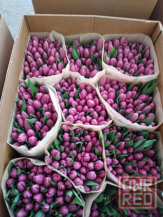 Предзаказ тюльпанов! Донецк - изображение 7