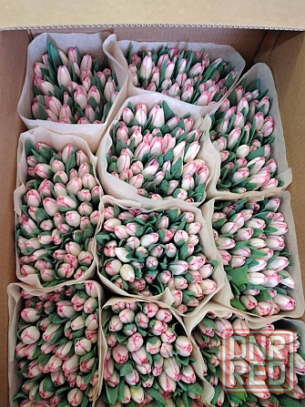 Предзаказ тюльпанов! Донецк - изображение 8