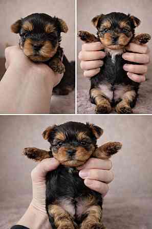 Щенки Йорки миньки Йоркширский терьер Донецк