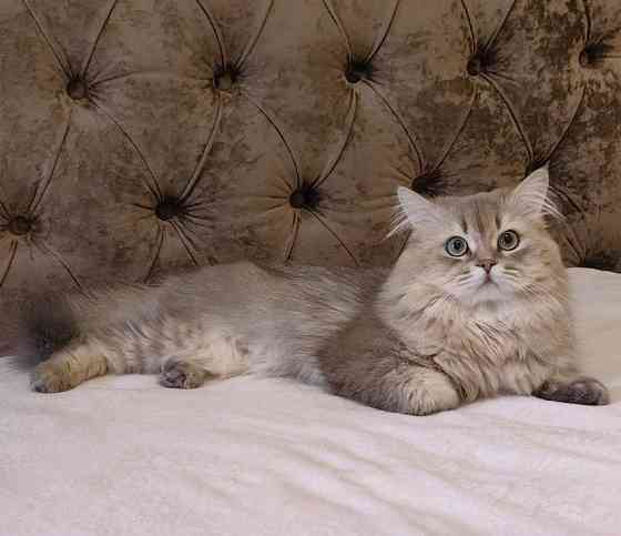 Кот на вязку Донецк