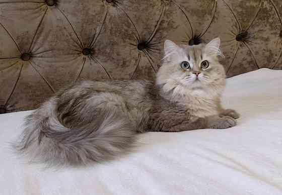 Кот на вязку Донецк