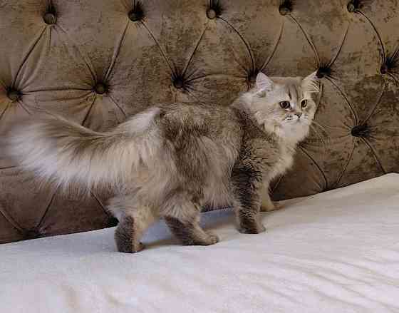 Кот на вязку Донецк