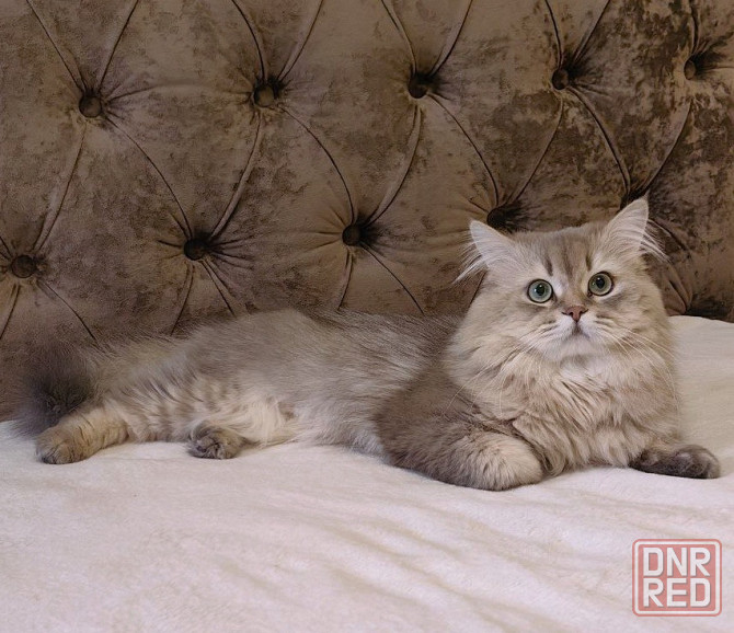 Кот на вязку Донецк - изображение 4