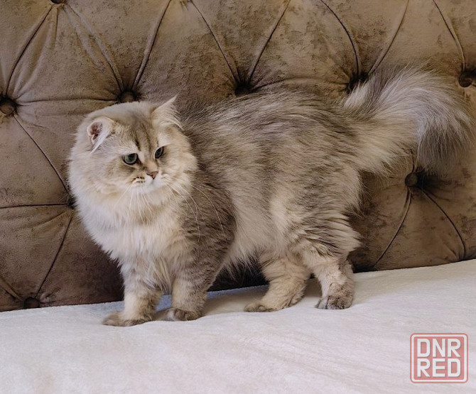 Кот на вязку Донецк - изображение 3