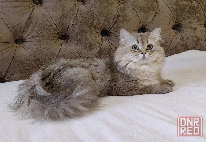 Кот на вязку Донецк - изображение 1