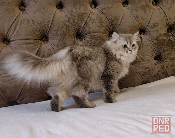 Кот на вязку Донецк - изображение 2