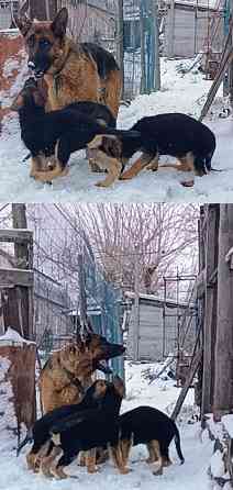 Собака в хорошие руки с документами Макеевка