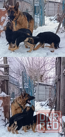 Собака в хорошие руки с документами Макеевка - изображение 1