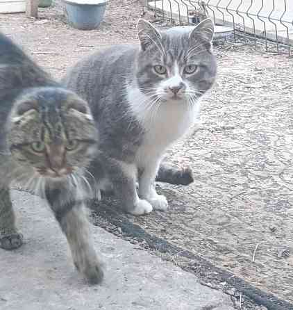 Вислоухая ласковая хитрая кошка в хорошие руки в свой дом Макеевка