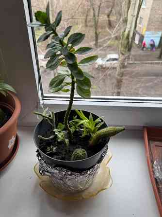 Комнатные цветы Донецк