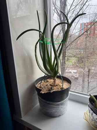 Комнатные цветы Донецк