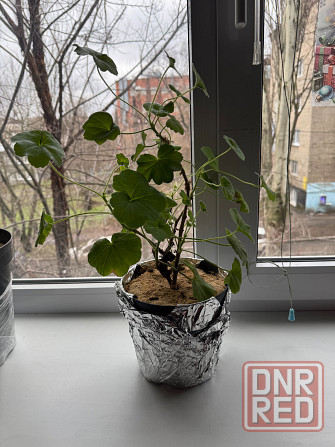 Комнатные цветы Донецк - изображение 3