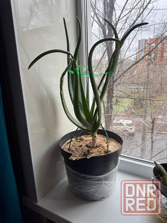 Комнатные цветы Донецк - изображение 1