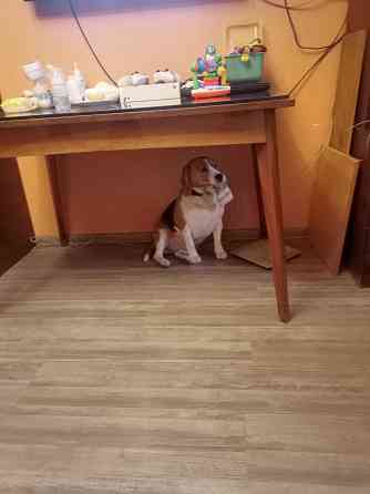 Отдам собаку Донецк