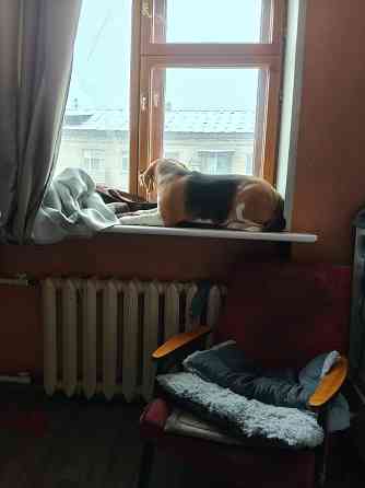 Отдам собаку Донецк