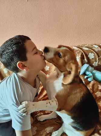 Отдам собаку Донецк