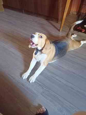 Отдам собаку Донецк