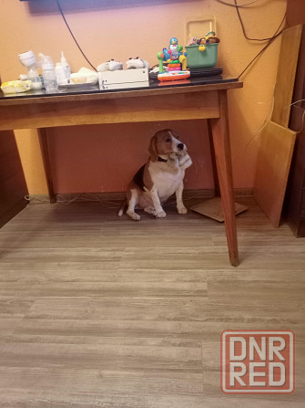 Отдам собаку Донецк - изображение 3