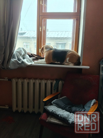 Отдам собаку Донецк - изображение 2