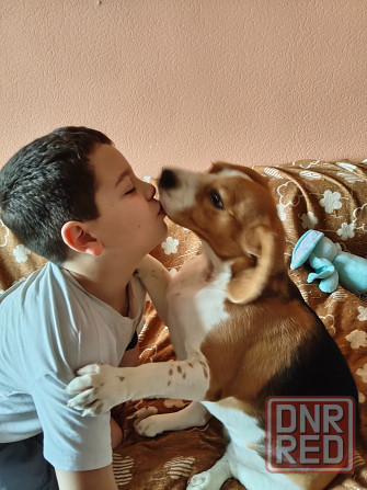 Отдам собаку Донецк - изображение 1