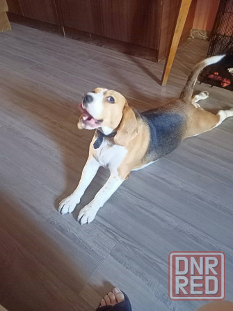 Отдам собаку Донецк - изображение 4