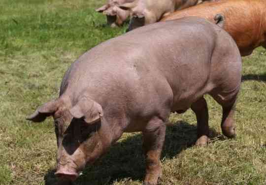 Продам домашних свиней живым весом Донецк