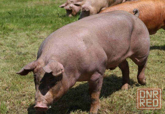 Продам домашних свиней живым весом Донецк - изображение 1