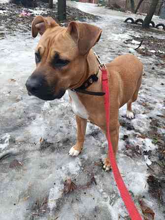 Отдам собаку Макеевка