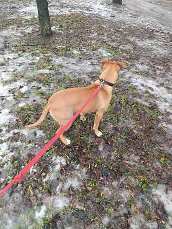 Отдам собаку Макеевка