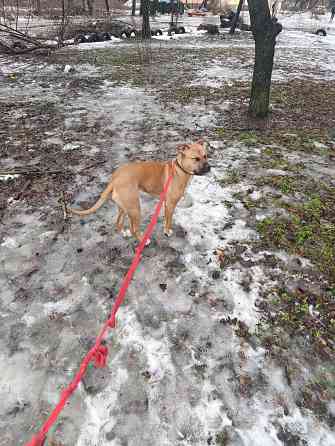 Отдам собаку Макеевка