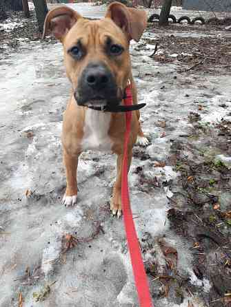 Отдам собаку Макеевка