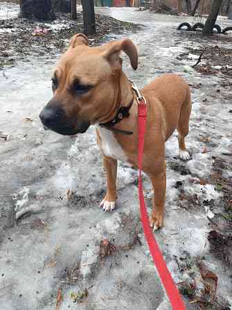 Отдам собаку Макеевка