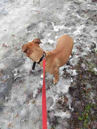 Отдам собаку Макеевка