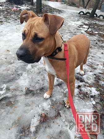 Отдам собаку Макеевка - изображение 3