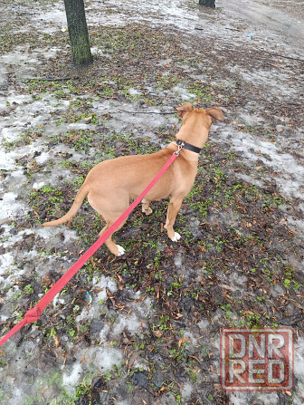 Отдам собаку Макеевка - изображение 6